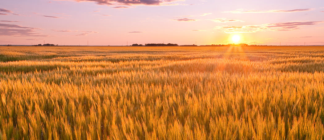 sunset looking over a field of wheat