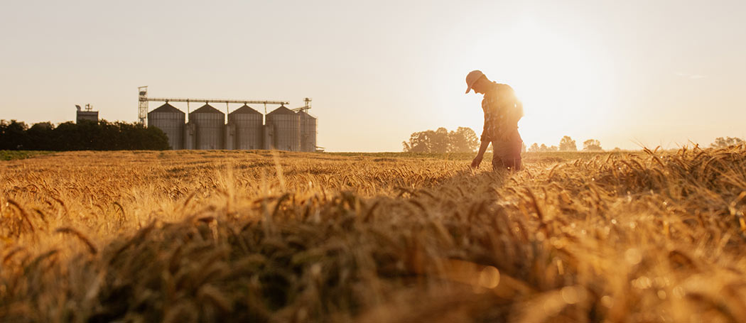 a farmer walking through a wheat field